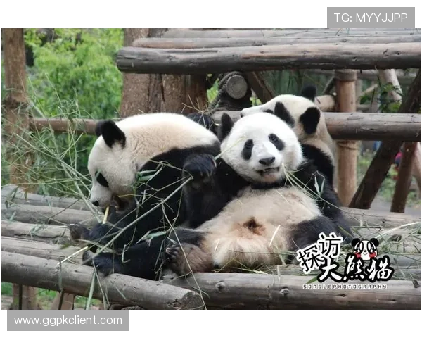 熊猫电竞:构建多元化内容生态满足不同玩家需求 熊猫电竞:构建多元化内容生态满足不同玩家需求